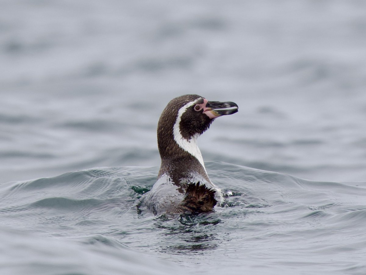 fred_fearn's tweet image. For #superseabirdSunday Humboldt Penguin, Peru.