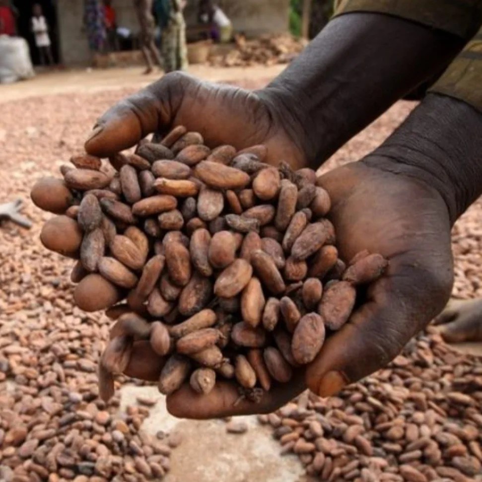 LaRutaSlow's tweet photo. 🐌Hoy nos acercamos hasta Urrugne para conocer el chocolate #TreetoBar "Amari" que une Madagascar e Iparralde. Nos lo cuentan la maestra chocolatera Lorena Madariaga y Alain Girardot y Françoise de @MaisonParies
📟Domingo, 13:00 horas @radioeuskadi https://t.co/tLvxStrkPQ