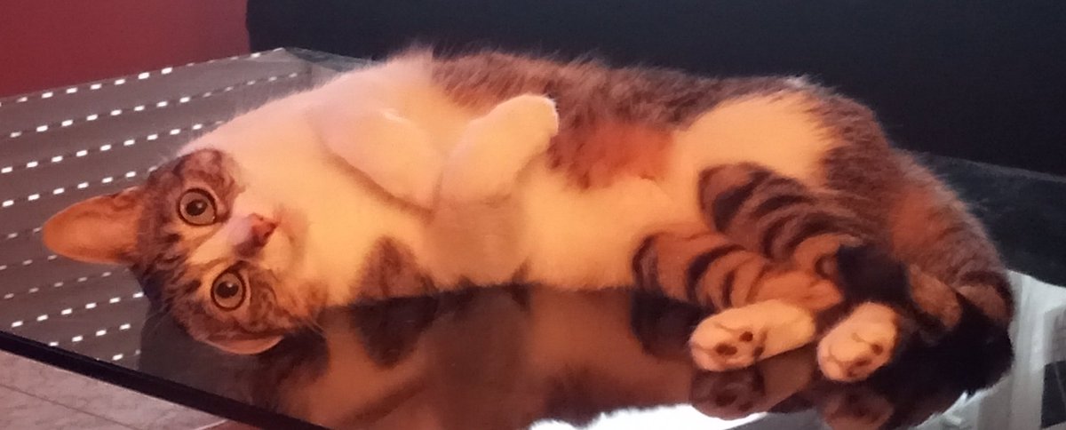 Continuando coa programación habitual: Estes días fai tres anos que vivo con esta bicha tan simpática