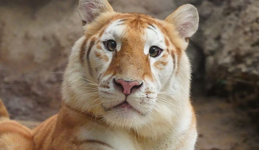 It took #Moodeng ~2 months of going viral in Thailand before the rest of the world caught on to $MOODENG

$AVA the cute tiger started going viral in Thailand just ~2.5 weeks ago.

Wait until the rest of the world catches onto the next adorable animal coming out of Thailand.

The