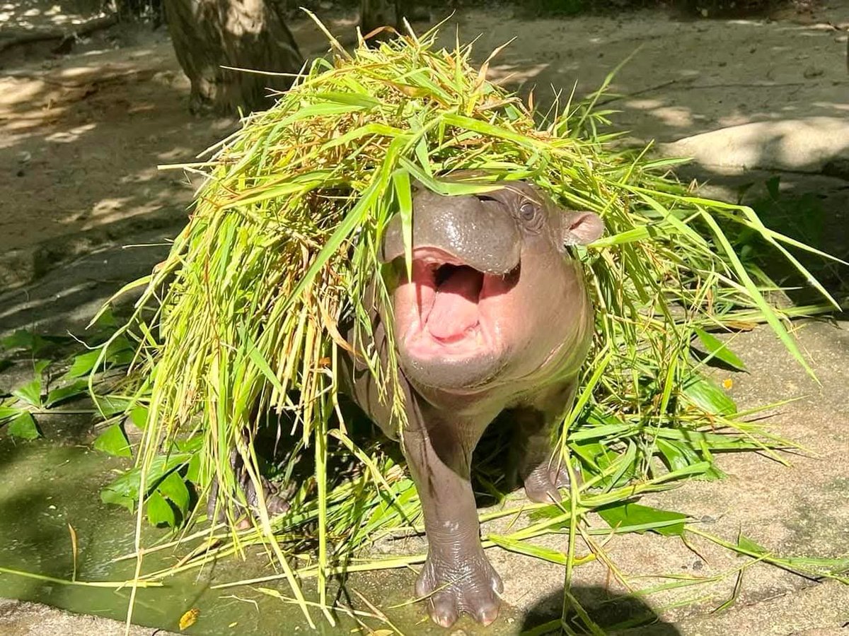 KhaokheowZoo's tweet photo. ดังไกลไม่หยุด “หมูเด้ง” คว้ารางวัล “คนมีสไตล์แห่งปี” จาก New York Times ❤️🦛

สร้างปรากฏการณ์อีกครั้ง สำหรับน้อง “หมูเด้ง” (MOODENG) ลูกฮิปโปแคระชื่อดังระดับโลก ที่ไม่ว่าจะทำอะไรตอนนี้ก็เป็นกระแสมาแรงอยู่ตลอด 

#หมูเด้ง #น้องหมูเด้ง #NewYorkTimes  #ฮิปโปแคระ #หมูเด้ง #ลูกฮิปโปโปแคระ 
#ฮิปโป #น่ารัก #แม่โจวน่า 
#Moodeng #khaokheowzoo
#khaokheowopenzoo
#PygmyHippopotamus #Hippo 
#สวนสัตว์เปิดเขาเขียว #ชลบุรี