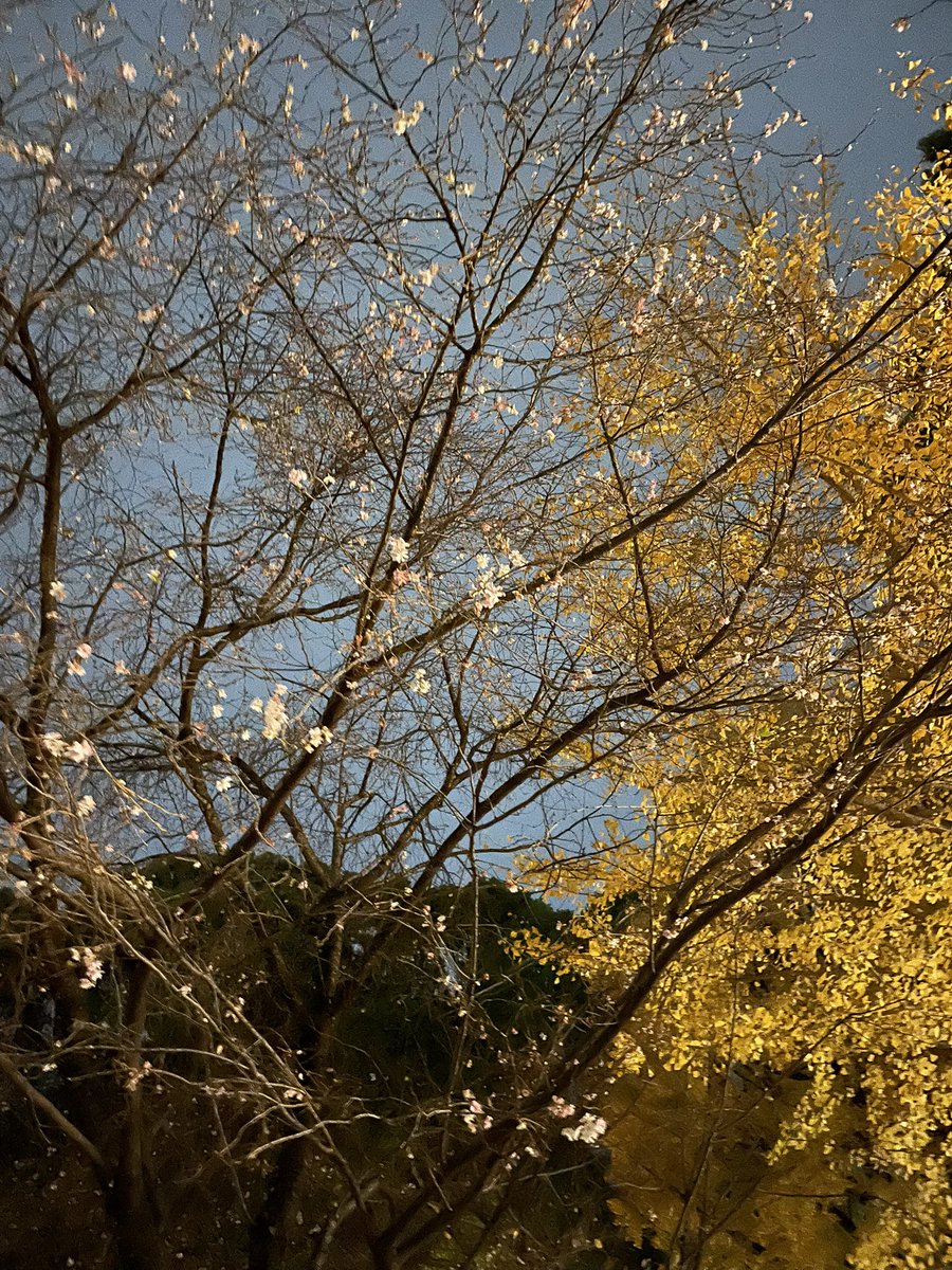 C_h_i_e_s's tweet image. 上野