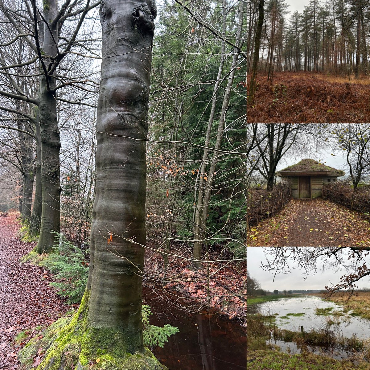 reiniervanloo's tweet photo. Rondje Regte Heide gelopen vanochtend. Niet zoveel vogels, maar wel 2 rondvliegende Raven gezien, leuk! #gilze #natuur #brabant #beuk https://t.co/CJjkBZvNWo