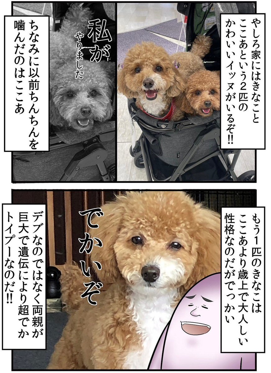 7キロの犬に金玉を踏まれて病院送りになった話 1/5 