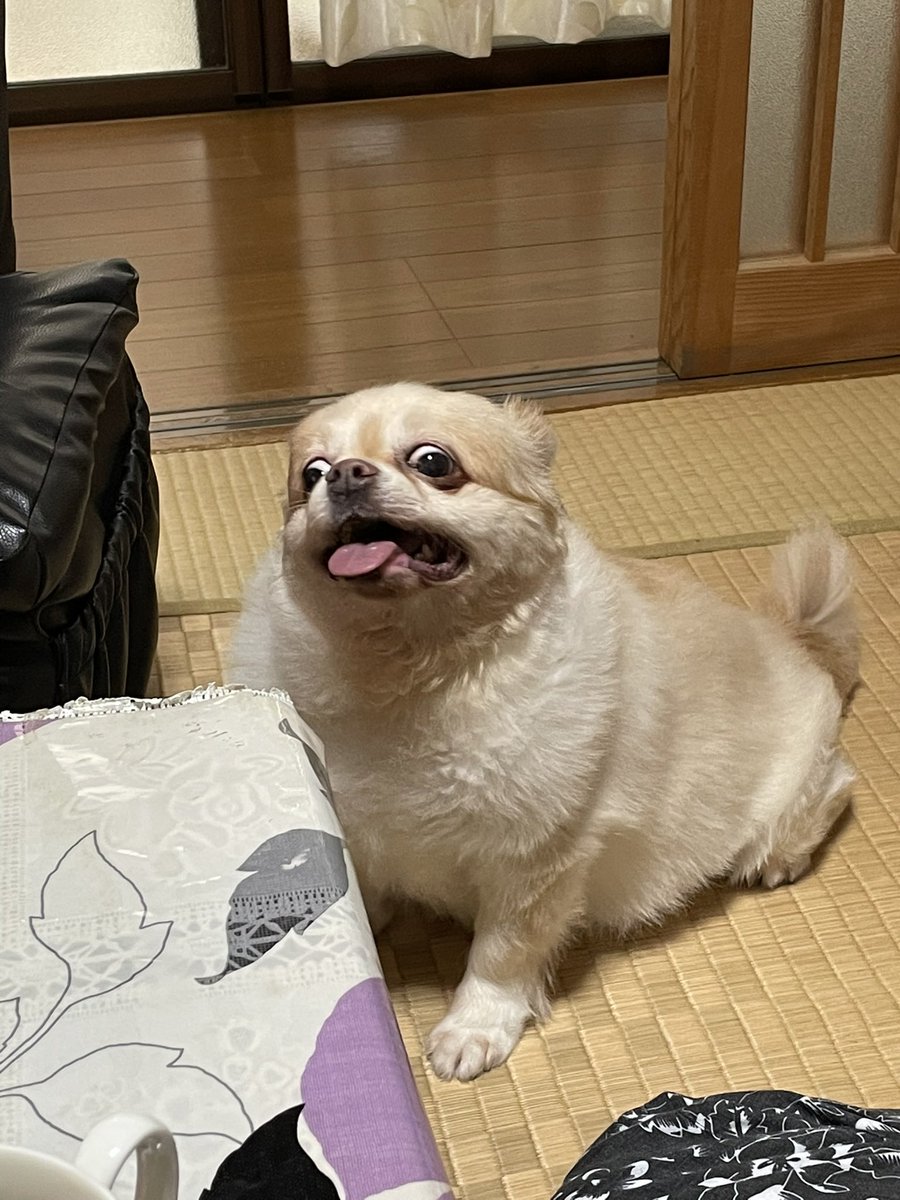 greenday___7's tweet photo. メリー先生（❾㌔） https://t.co/83VzFfO0tR