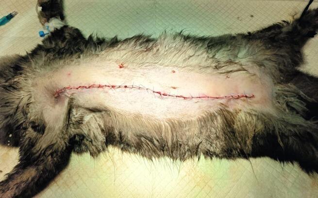 Na zbiórce 0 zł 💔 
Kotce wycięto guz, okoliczne węzły chłonne oraz całą listwę mleczną.

Proszę pomóżcie 🙏 

ratujemyzwierzaki.pl/sibi-felineus