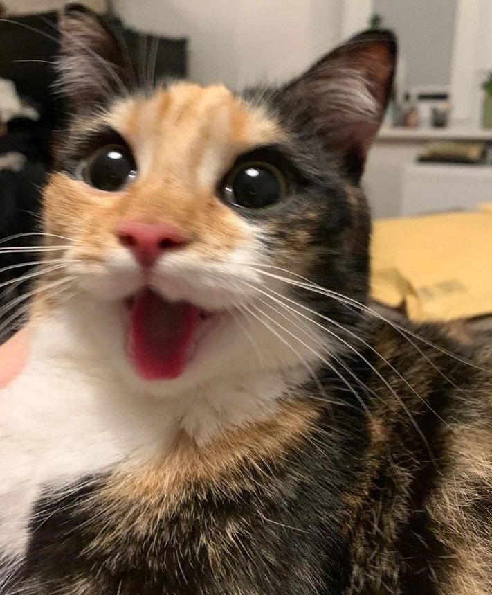 tthewberry's tweet photo. hes just a happy cat😺 https://t.co/13ENAAT6Rn