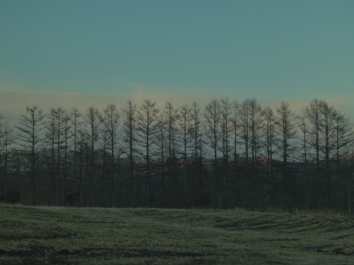 梨ᵖᵉᵃʳ tweet media