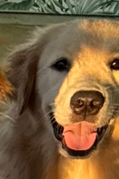 HannahRCoster's tweet photo. @TheGoldenRatio4 I thought this was an old photo because that's VENKKKKK! https://t.co/W1uJCftQXU