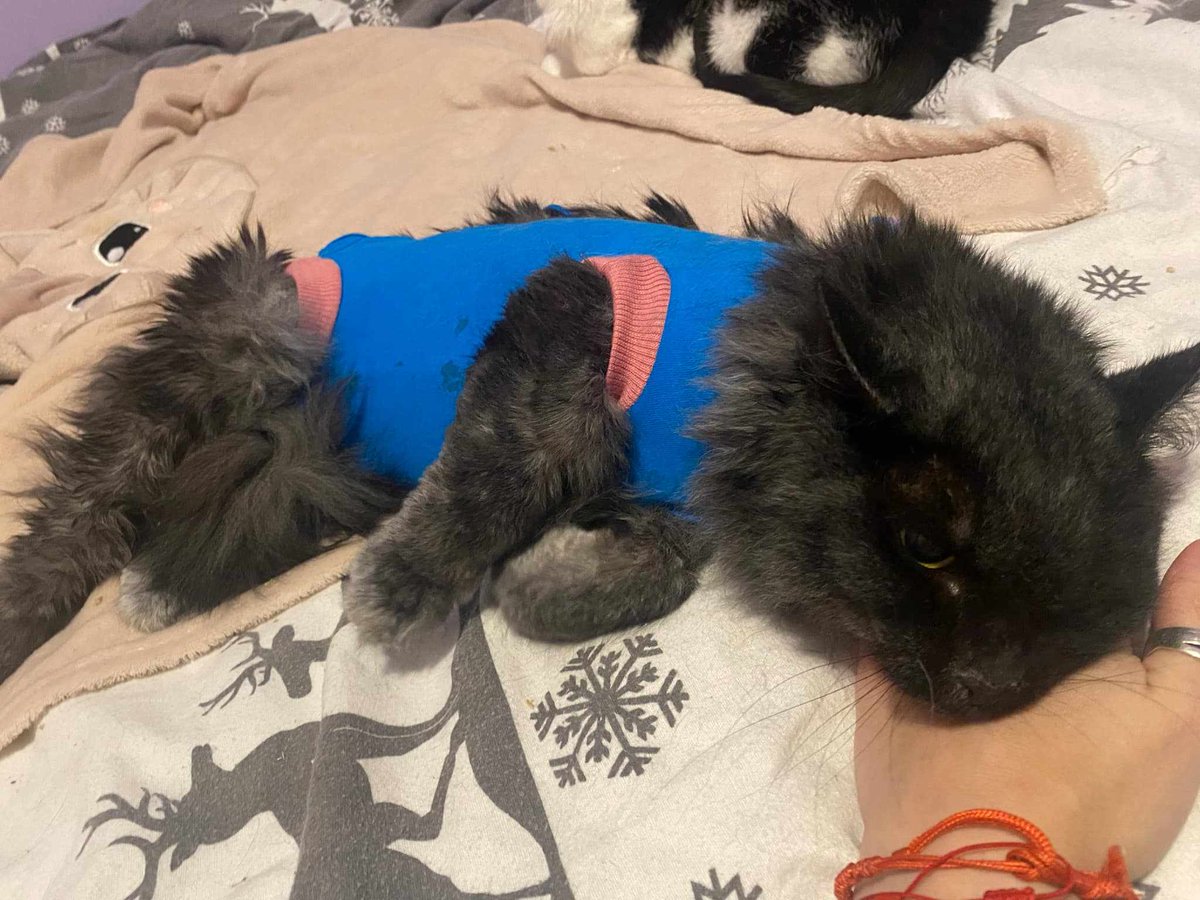 Zdrowia kupić nie można, ale są metody leczenia, które mogą to zdrowie przywrócić, jednak są bardzo kosztowne.

Kotce wycięto guz, okoliczne węzły chłonne oraz całą listwę mleczną.

Proszę pomóżcie Sibi 💔 

ratujemyzwierzaki.pl/sibi-felineus