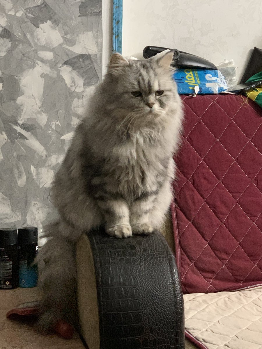 maanbun's tweet photo. My beloved Cato has passed away. He was more than just a pet to me. He felt like a brother, having been by my side for 18 wonderful years. I truly feel fortunate to have had him in my life. Rest in peace, dear Niketa ❤️ https://t.co/lY1OcNWyRJ