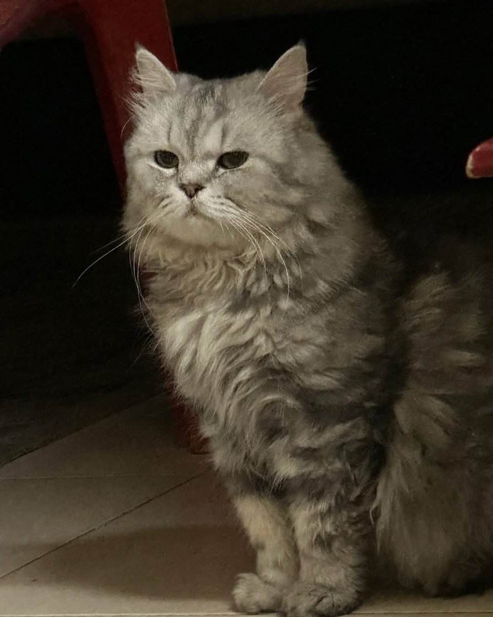 maanbun's tweet photo. My beloved Cato has passed away. He was more than just a pet to me. He felt like a brother, having been by my side for 18 wonderful years. I truly feel fortunate to have had him in my life. Rest in peace, dear Niketa ❤️ https://t.co/lY1OcNWyRJ