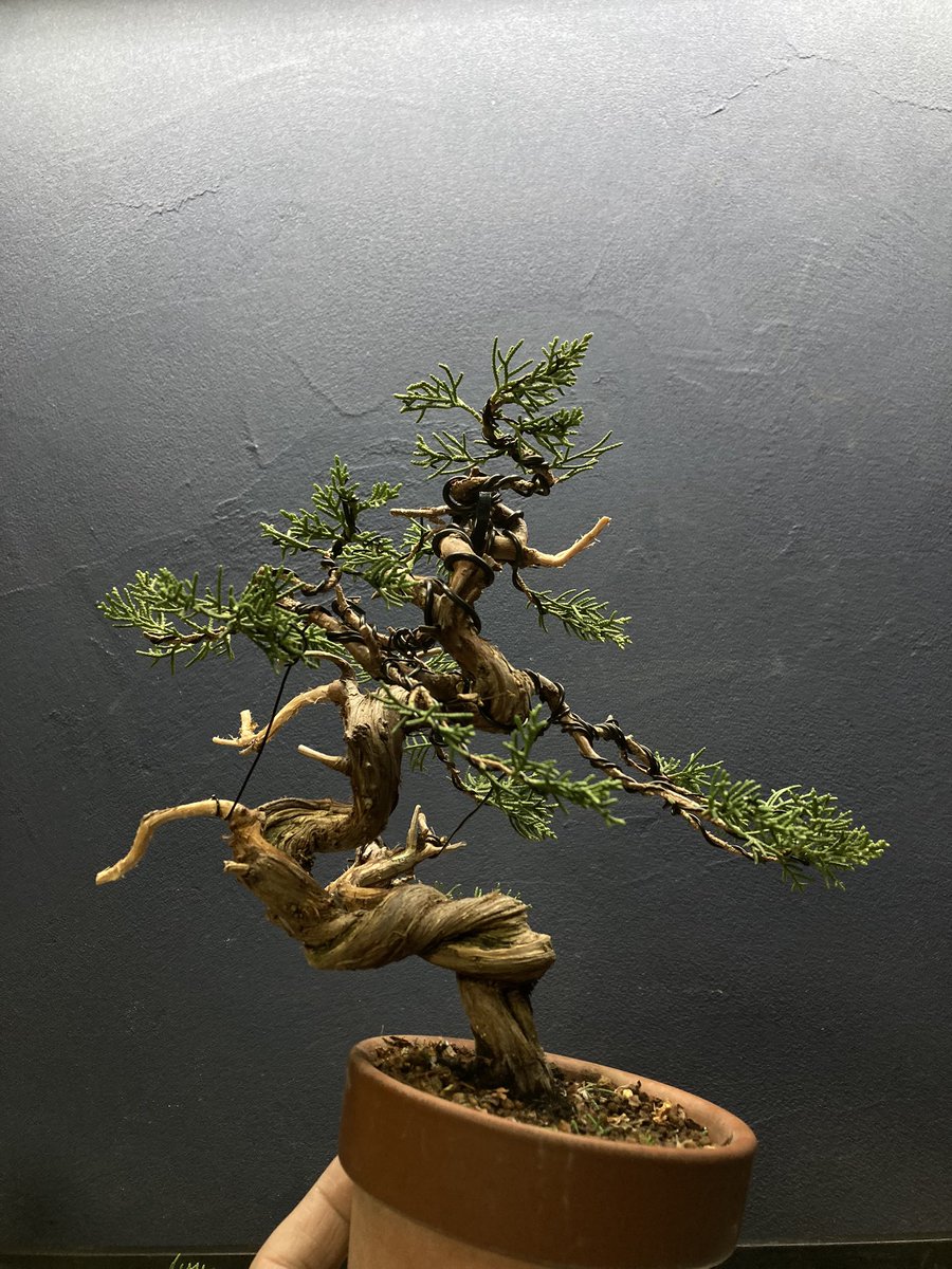 真柏 小さくてかっこいいです 真柏 約150年 | 雨竹亭オンライン