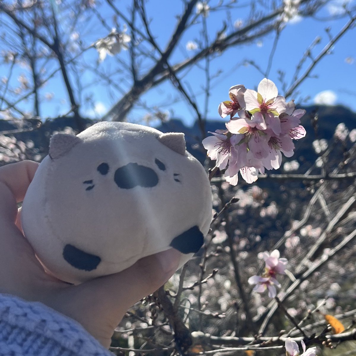 taro_goro56's tweet photo. 三波石と共に名高い冬桜〜🌸
(分かる人には分かるはず！笑)

#ごろねこサミット
#ぬい撮り https://t.co/BjxESvoNgW