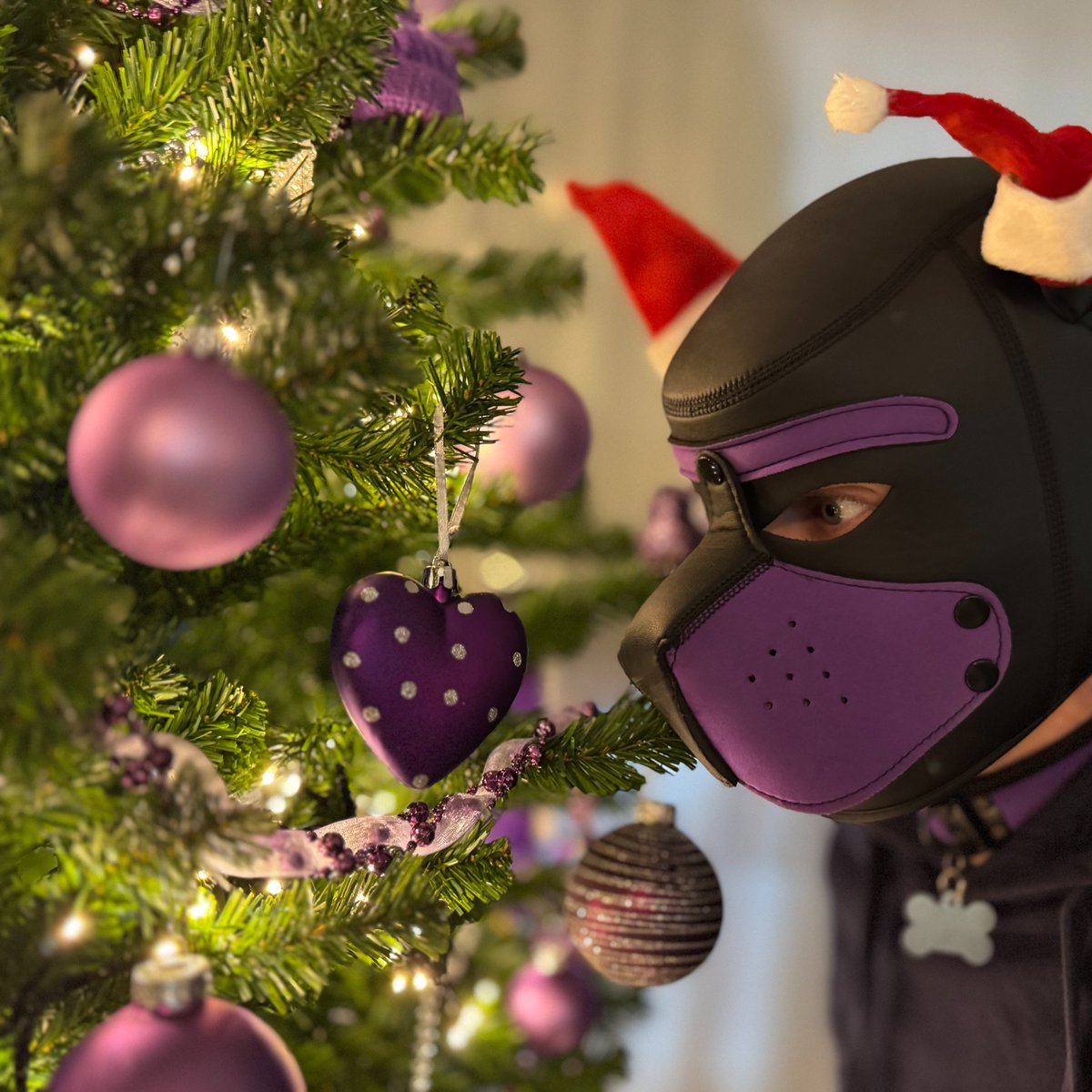 puparlo90's tweet photo. Can you believe it's only 17 days until Christmas? 🐶🎄💜
Show me some pawsome Christmas pics!! 📷🐶📸
#pup #pupplay #puppy #dutchpup #pupcommunity https://t.co/k7DGNwvTgz