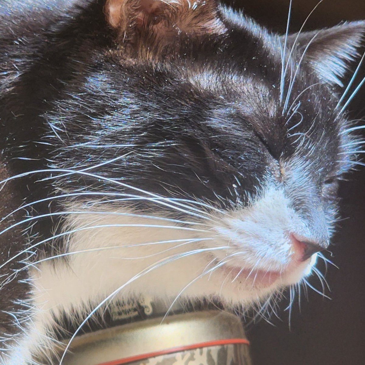 Panderlandchi(忌引きのため返礼遅延中ですがお休みします) tweet media