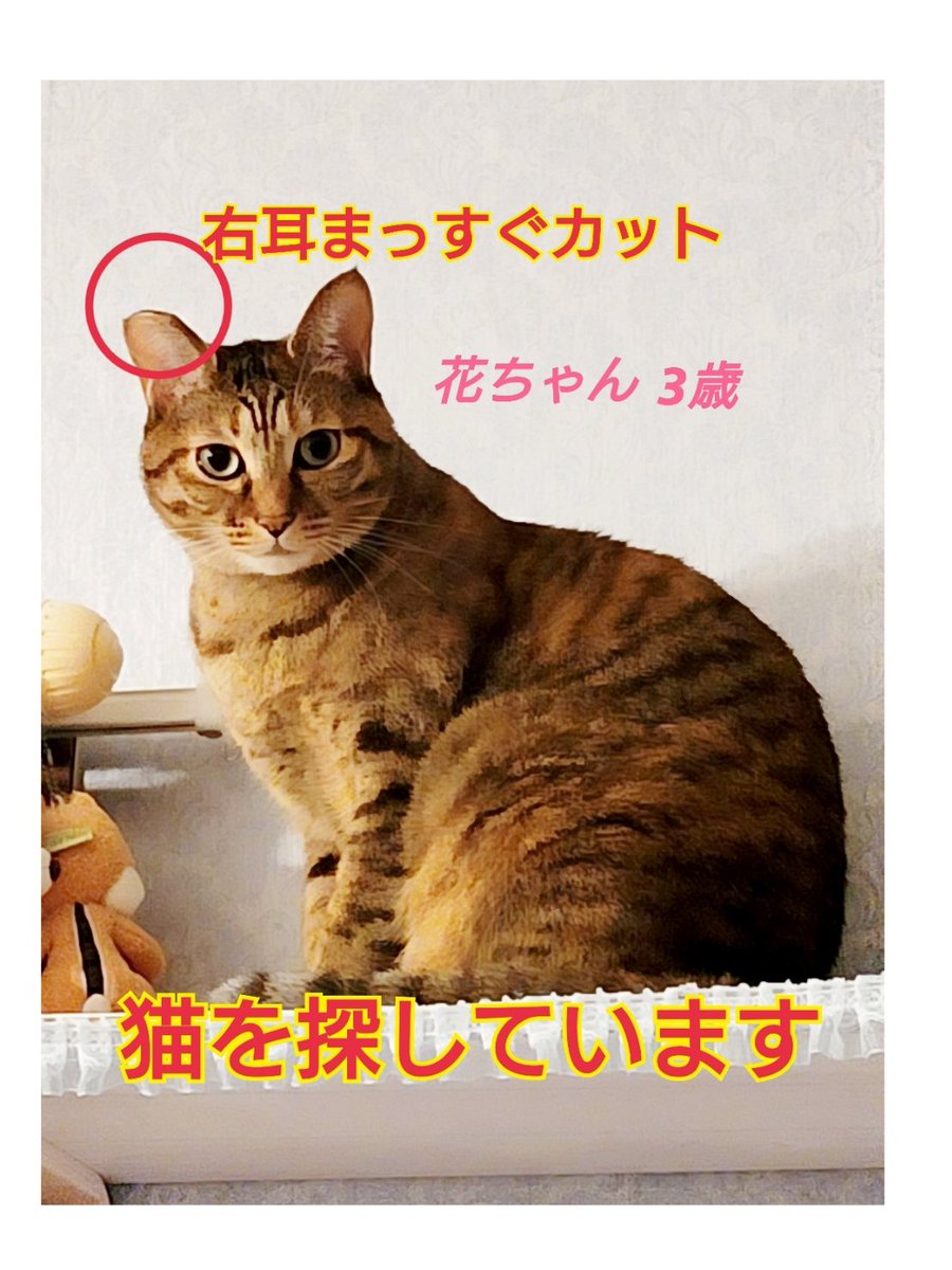 squirrelemi's tweet photo. 猫を探しています。花3歳。麦わら猫または、茶系のキジトラ。4月11日横浜市金沢区富岡東の自宅から外に出てしまい行方不明のままです。些細な情報でもありましたら、教えて下さい。
#猫を探しています 
#迷子猫 
#拡散希望 
#リポストお願いします 
#横浜市金沢区 https://t.co/8XpaaNiumu