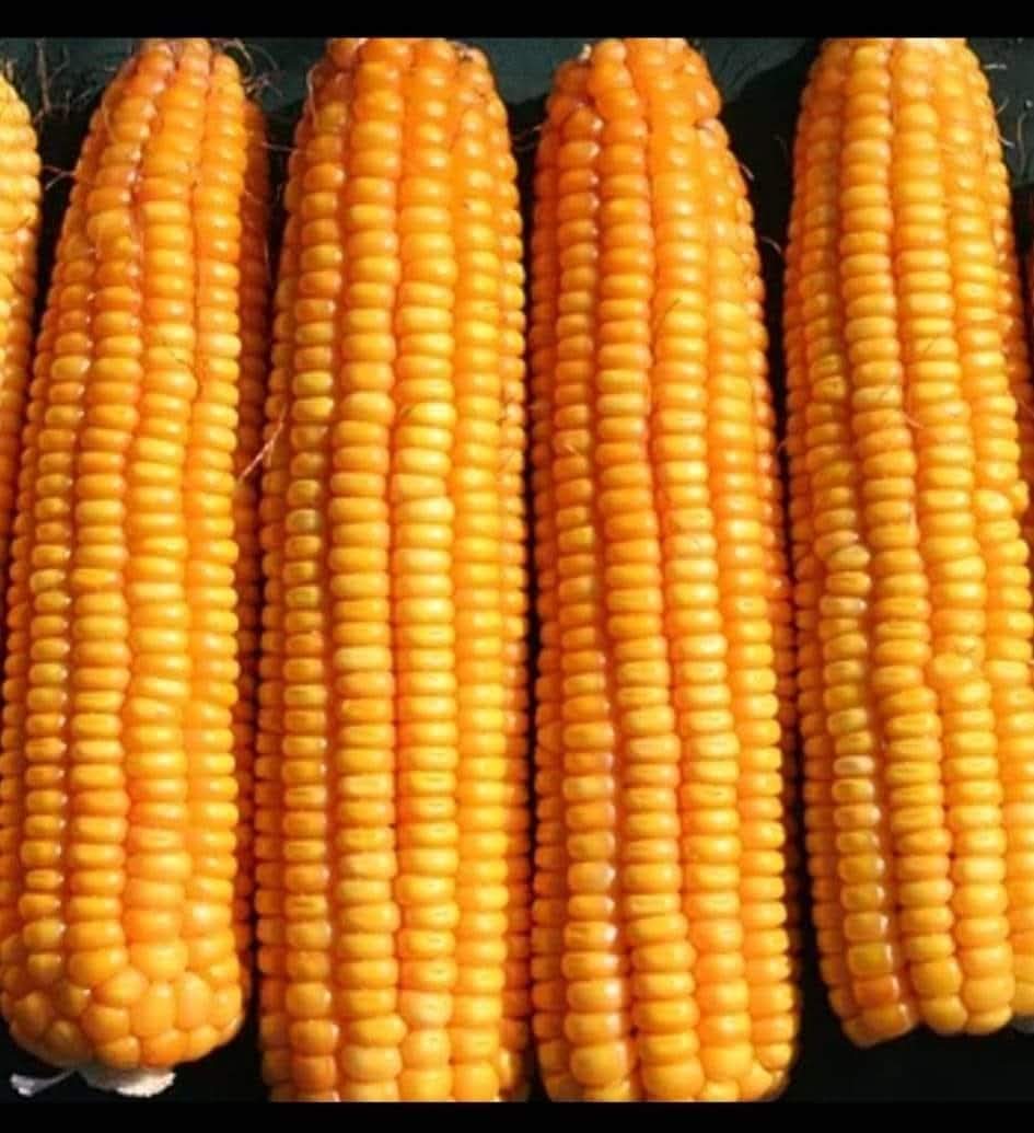 BDJade1's tweet image. यदी आसमान को छुना हो तो बाज (गरूड /Eagle) जैसी उडान लेनी होगी | मक्का का यदी अधिक उपज, प्रति एकड १०० कुंतल उपज लेना चाहते हो तो मक्केकी पारंपारीक खेती पद्धती छोडकर नया तकनीक को अपनाने की जरूरत है | जैन इरीगेशन किसानोंको मक्का का अधिक उपज प्राप्ती के लिए मदद करता है |
#AjitJisl