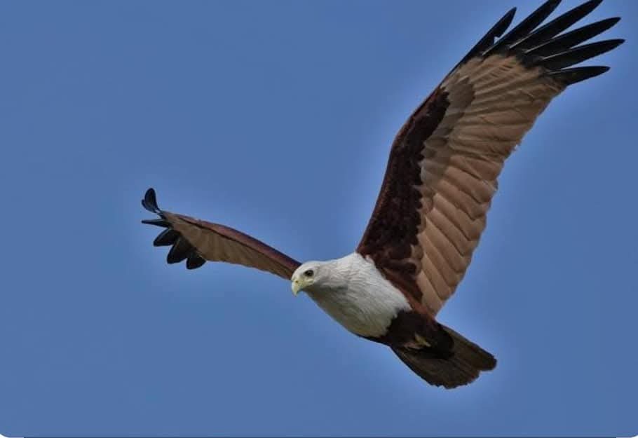 BDJade1's tweet image. यदी आसमान को छुना हो तो बाज (गरूड /Eagle) जैसी उडान लेनी होगी | मक्का का यदी अधिक उपज, प्रति एकड १०० कुंतल उपज लेना चाहते हो तो मक्केकी पारंपारीक खेती पद्धती छोडकर नया तकनीक को अपनाने की जरूरत है | जैन इरीगेशन किसानोंको मक्का का अधिक उपज प्राप्ती के लिए मदद करता है |
#AjitJisl