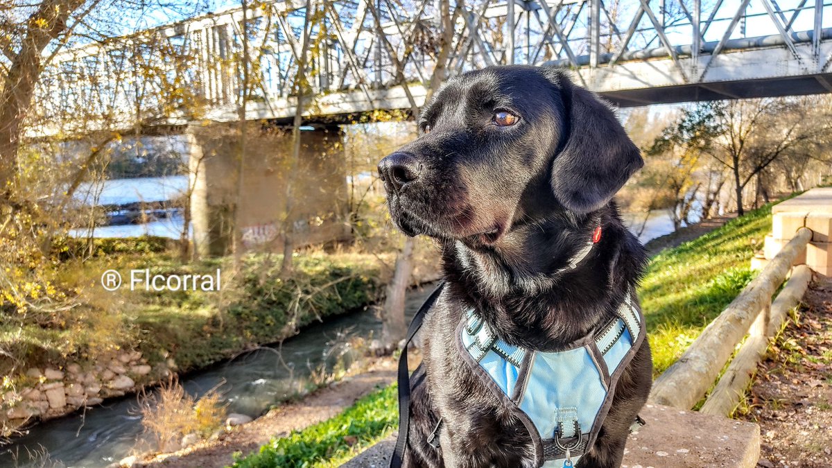 Flcorral 🎓🍏 tweet media