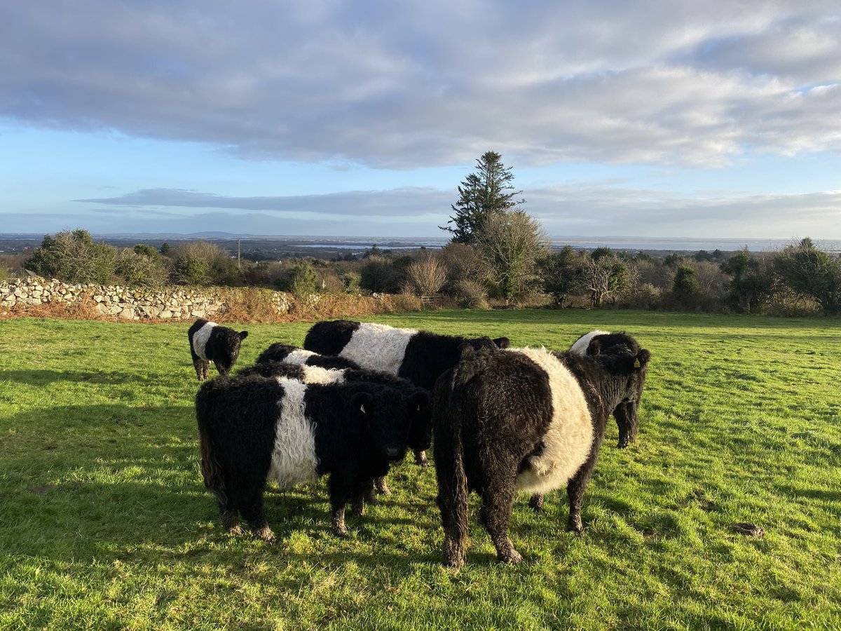 pomskua's tweet photo. A beautiful morning to be out checking the different groups. A bit wetter in recent weeks but still very mild with grass &amp; clover still coming. Its also lovely to see the associating pipits, thrushes and finches aided through the winter by the disturbance of the cattle https://t.co/ox4ZTQpwi9