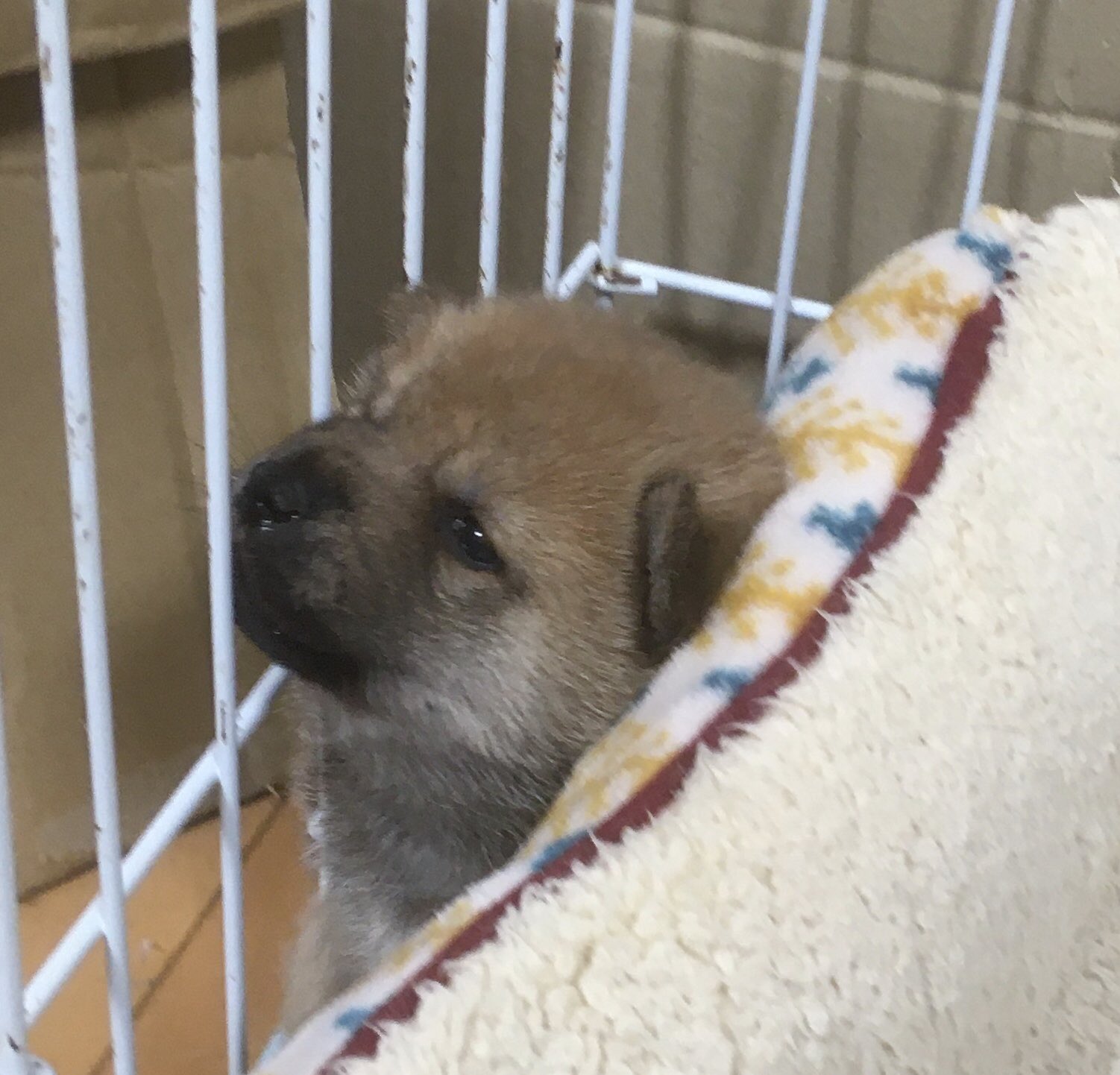 豆柴　0324 柴犬・極小豆柴・豆柴ブリーダー東京 | シバ屋