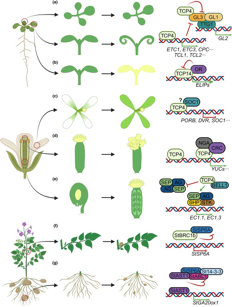 New Phytologist (@newphyt) on Twitter photo #TansleyInsight: Multifaceted roles of TCP #transcription #factors in fate determination
Yutao Wang, Yu Cao and Genji Qin
👇
📖 nph.onlinelibrary.wiley.com/doi/10.1111/np…
#LatestIssue <a href="/wileyplantsci/">Wiley Plant Science</a> #TansleyInsight: Multifaceted roles of TCP #transcription #factors in fate determination
Yutao Wang, Yu Cao and Genji Qin
👇
📖 nph.onlinelibrary.wiley.com/doi/10.1111/np…
#LatestIssue <a href="/wileyplantsci/">Wiley Plant Science</a>