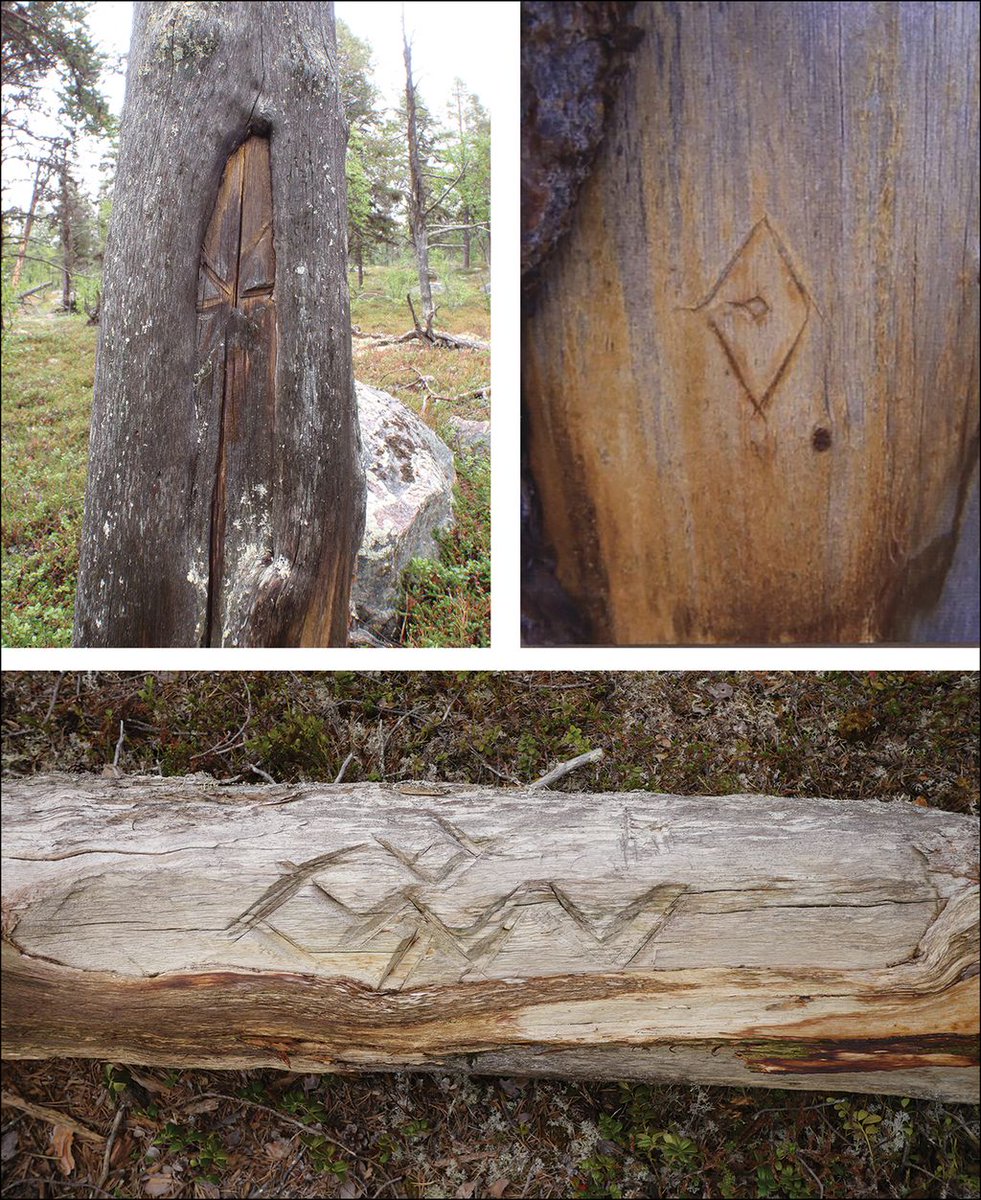 In northern Fennoscandia, the Indigenous Sámi used standing stones, cairns and engraved trees to demarcate boundaries #StandingStoneSunday These trees are rare surviving examples of Sámi culture, but are now under threat from deforestation. 

🆓 buff.ly/3Ct7BmN