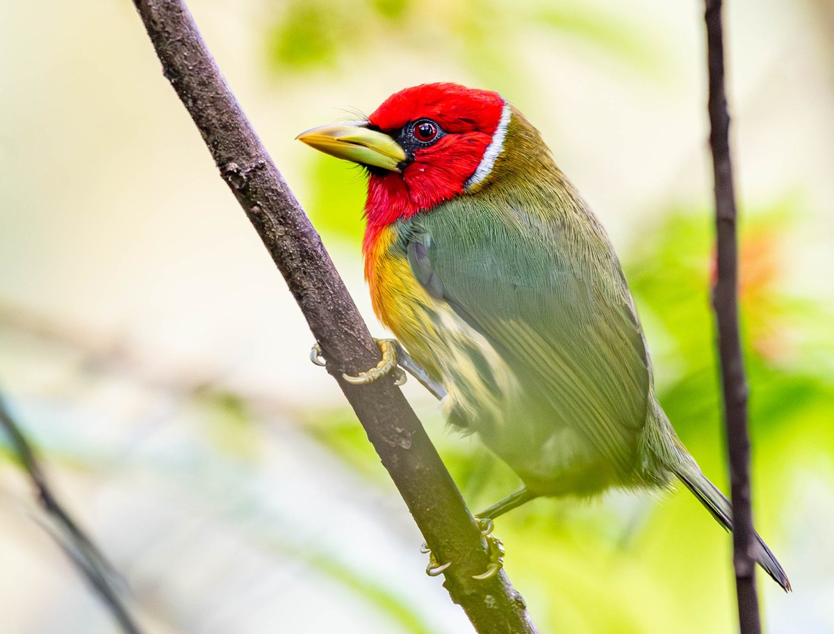 Costa Rica photos, November 2024...Crowned Woodnymph, Lesson's Motmot, Red-legged Honeycreeper and Red-headed Barbet.
<a href="/ThePhotoHour/">#ThePhotoHour</a> <a href="/RuthWat00858506/">Ruth Watson</a>