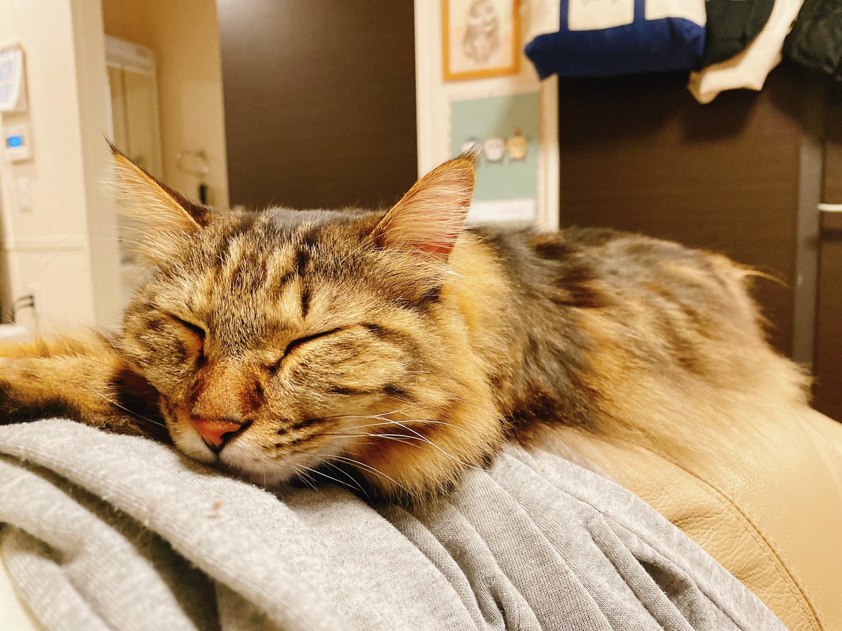 moca_necco's tweet photo. 部屋が綺麗になって気持ちよくて寝るモカ

#猫
#メインクーン 
#猫がいる暮らし https://t.co/UuADWPYq2z
