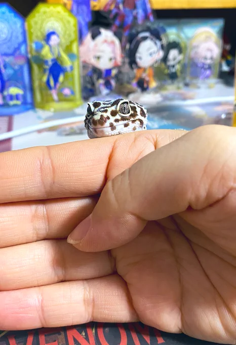 トカゲが人間の顔に近づいてくるとトカゲの鼻息浴びられるので小さき命感と幸せを感じることができます。おすすめです。 