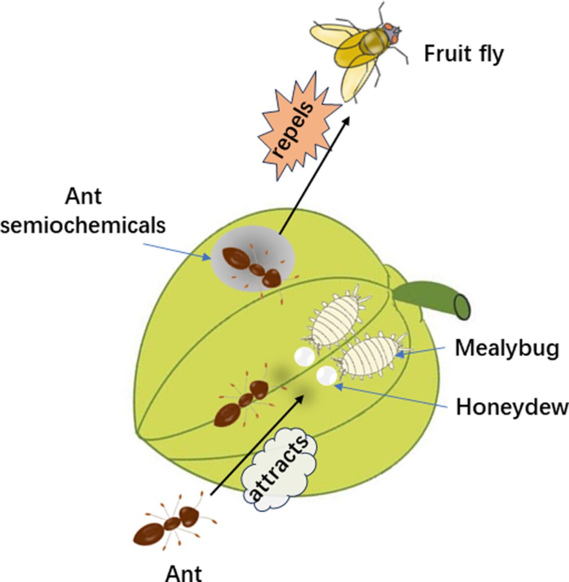 Read the recent publication that shows fire ants mediate competition between scale insects and fruit flies🍈
doi.org/10.1111/een.13…
<a href="/RoyEntSoc/">Royal Entomological Society</a> @WileyEcolEvol