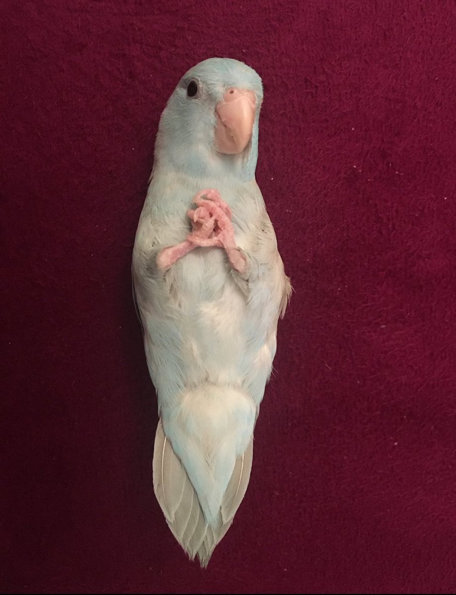 sey stj doktorum da simdi sizden anamnez alıp fizik muayenenizi yapıcam👉🏻👈🏻