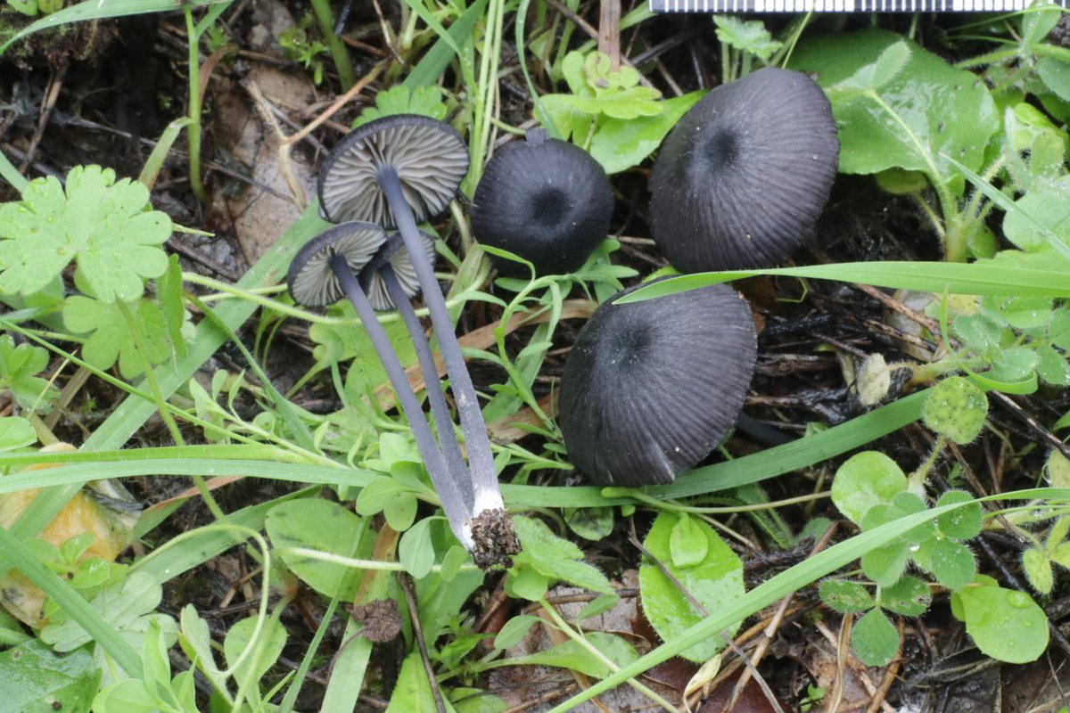 SIM_micoiberica's tweet photo. Estos días estamos celebrando el Encuentro anual de la SIM en Los Barrios, Cádiz (España). Casi 70 asistentes, charlas, excursiones micológicas y ¡mucho más!

#Fungi #Mushroom #mycology #setas https://t.co/nsKphEwIzH