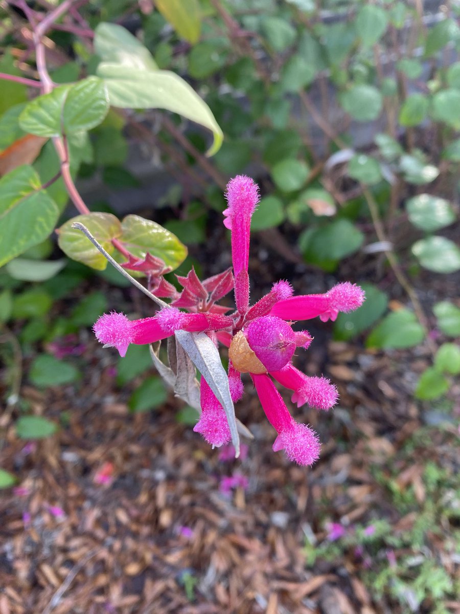 Margarita Engle tweet media