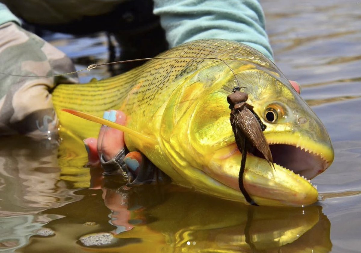 repyourwater's tweet image. Dorado on a mouse?! Now that looks like fun!

#flyfishing #flyfish