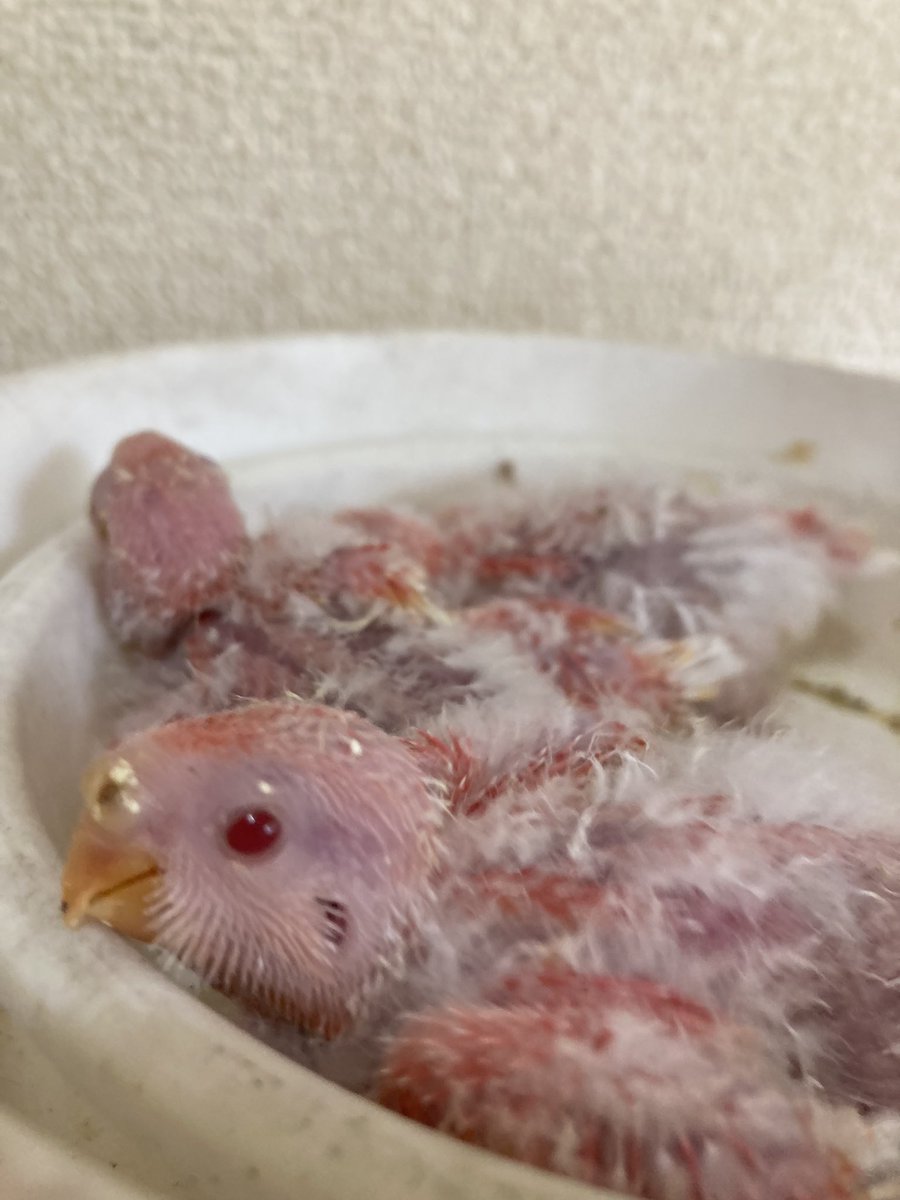 1183Tuffy's tweet photo. アキクサインコ
雛
ルビノー

だいぶ鳥っぽくなって
可愛くなって来ました

販売中 https://t.co/wEaKafS1pu