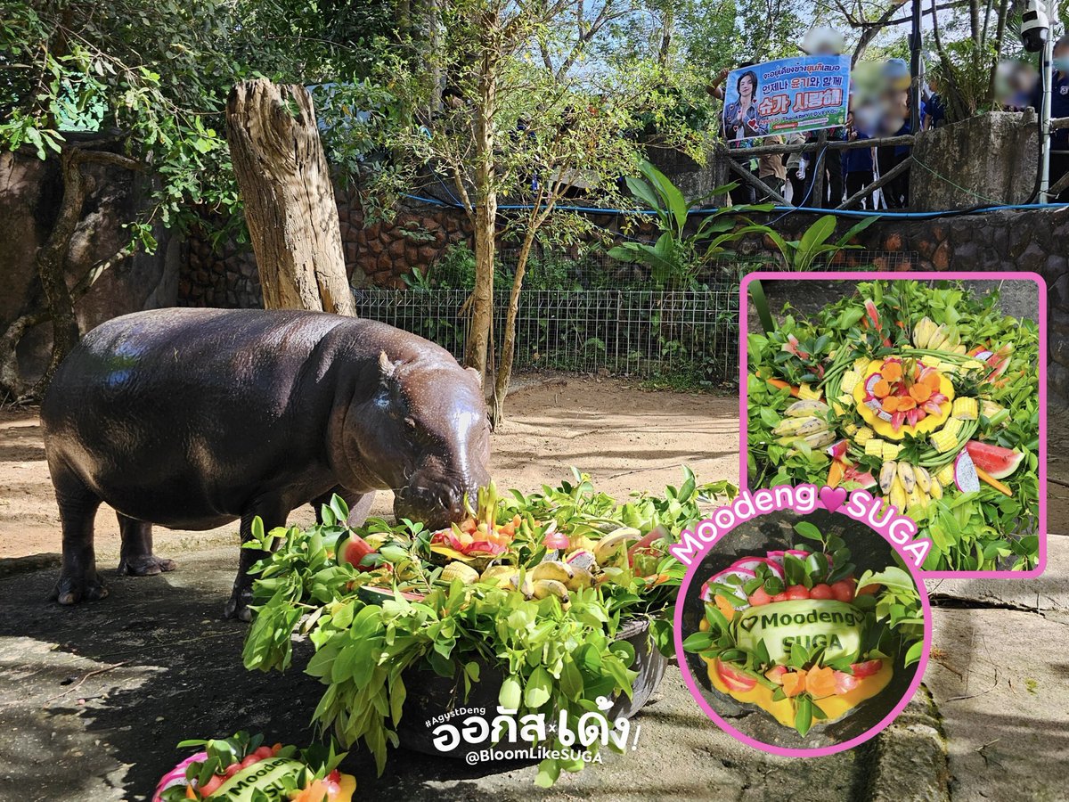 bloomlikesuga's tweet photo. โปรเจกต์ #AgustDeng สำเร็จ! 🐈‍⬛🩷🦛

เงินบริจาค 20,000 บาท เข้าโครงการอุปถัมภ์สัตว์ป่า สวนสัตว์เปิดเขาเขียว ส่งตรงถึงผองเพื่อนตัวน้อยใหญ่แล้ว 💕 พร้อมประมวลภาพกิจกรรมน้องหมูเด้งและแม่โจน่าทานเค้ก ‘Moodeng ♡ SUGA’ อย่างเอร็ดอร่อย 😋

#SUGA #AgustD #Yoongi https://t.co/8FZb78baau