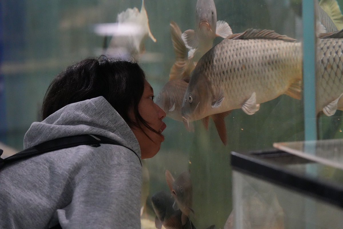 tsc_freeschool's tweet photo. 校外学習で福井県若狭町の海浜自然センターへ🐟
「なんでこうなってるんだろう？」「何を食べてるの？」
生き物や自然の「なんで？」が子どもたちの好奇心を掻き立てる1日になりました☺️ https://t.co/lrxlELnU87