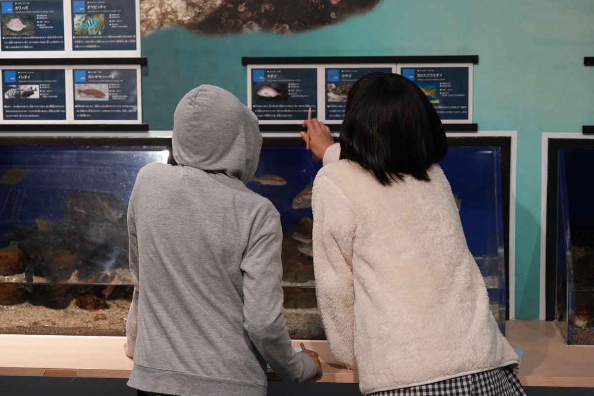 tsc_freeschool's tweet photo. 校外学習で福井県若狭町の海浜自然センターへ🐟
「なんでこうなってるんだろう？」「何を食べてるの？」
生き物や自然の「なんで？」が子どもたちの好奇心を掻き立てる1日になりました☺️ https://t.co/lrxlELnU87