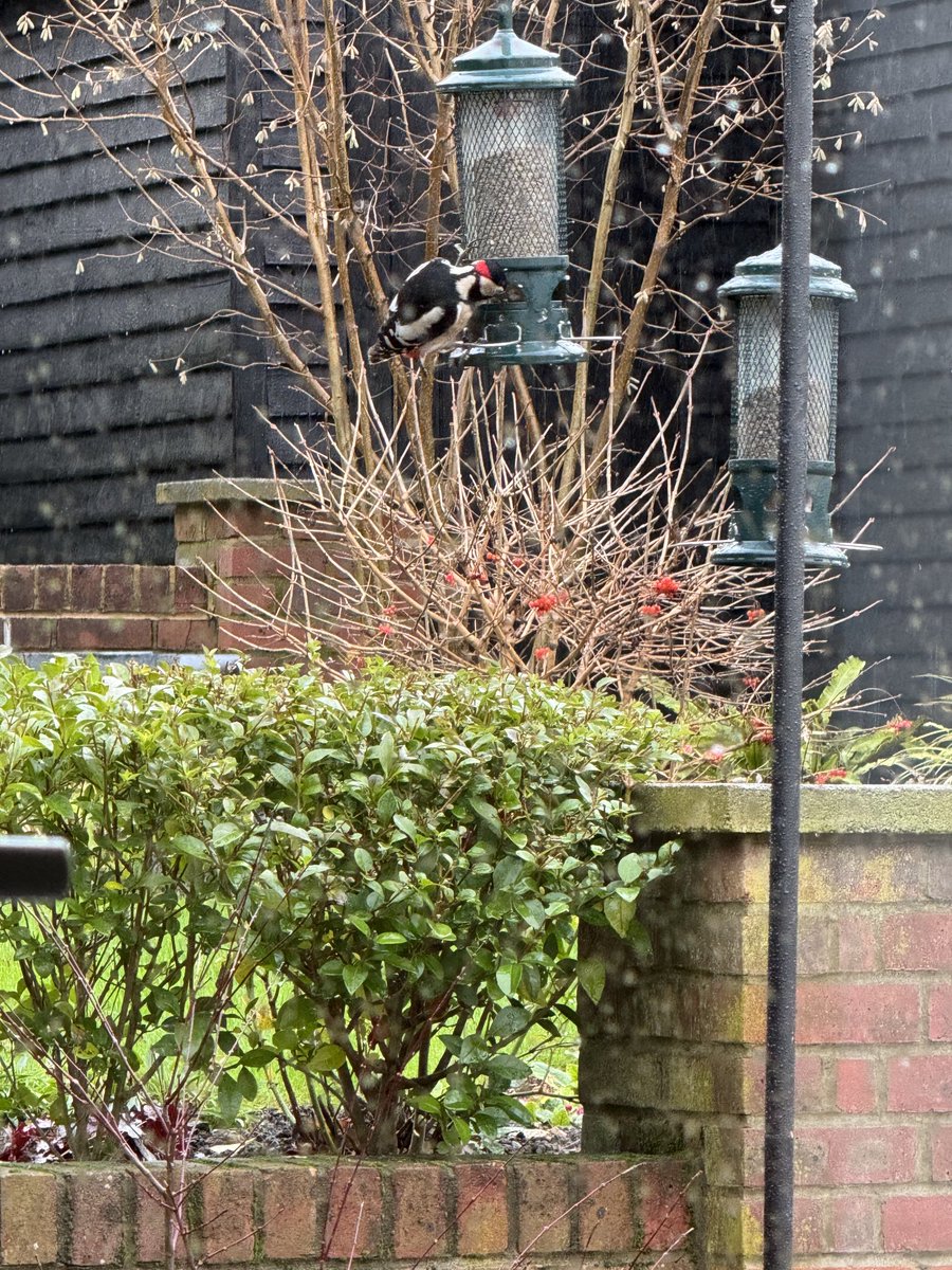 A rather damp woodpecker on the sunflower hearts feeder. If he had been a few minutes earlier he might have been grabbed by an incoming sparrowhawk. A lucky escape.