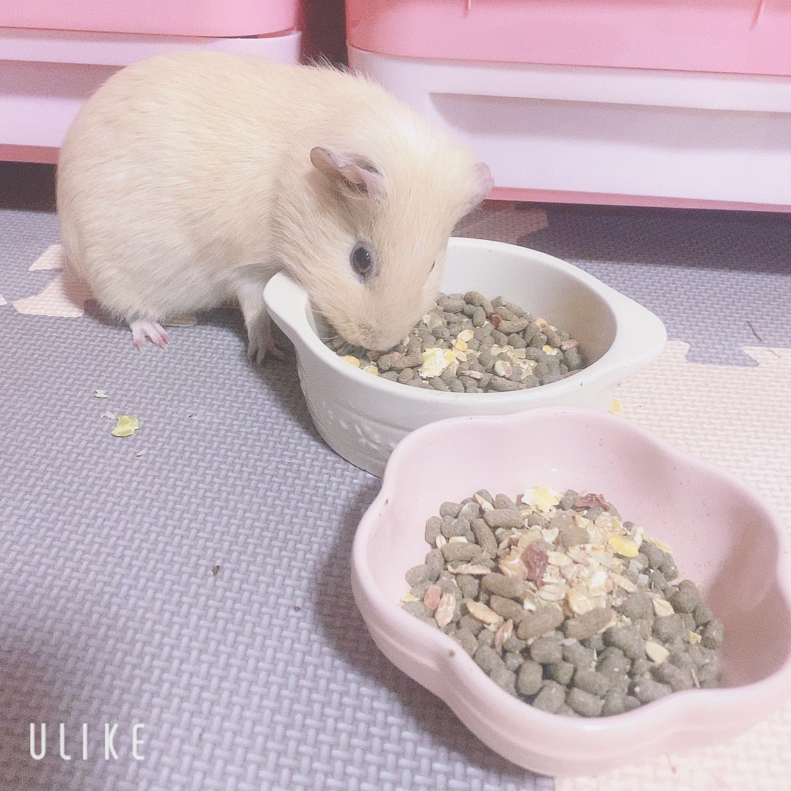 chi__ppi's tweet image. 人間と同じで、モルも人のご飯が
美味しく見えるのか、きなこはいつも
ほいのごはんを食べます 🤭💕