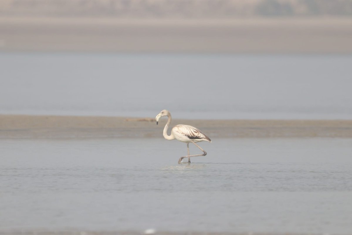 DEFCCOfficial's tweet image. A First for Bihar!
A Greater Flamingo juvenile was photographed for the first time at VGDS near Sultanganj, Bhagalpur, by the BRMS team. This rare sighting is a milestone for Bihar’s biodiversity, with only unconfirmed past sightings at Kanwar Lake.

#GreaterFlamingo #Bihar #VGDS