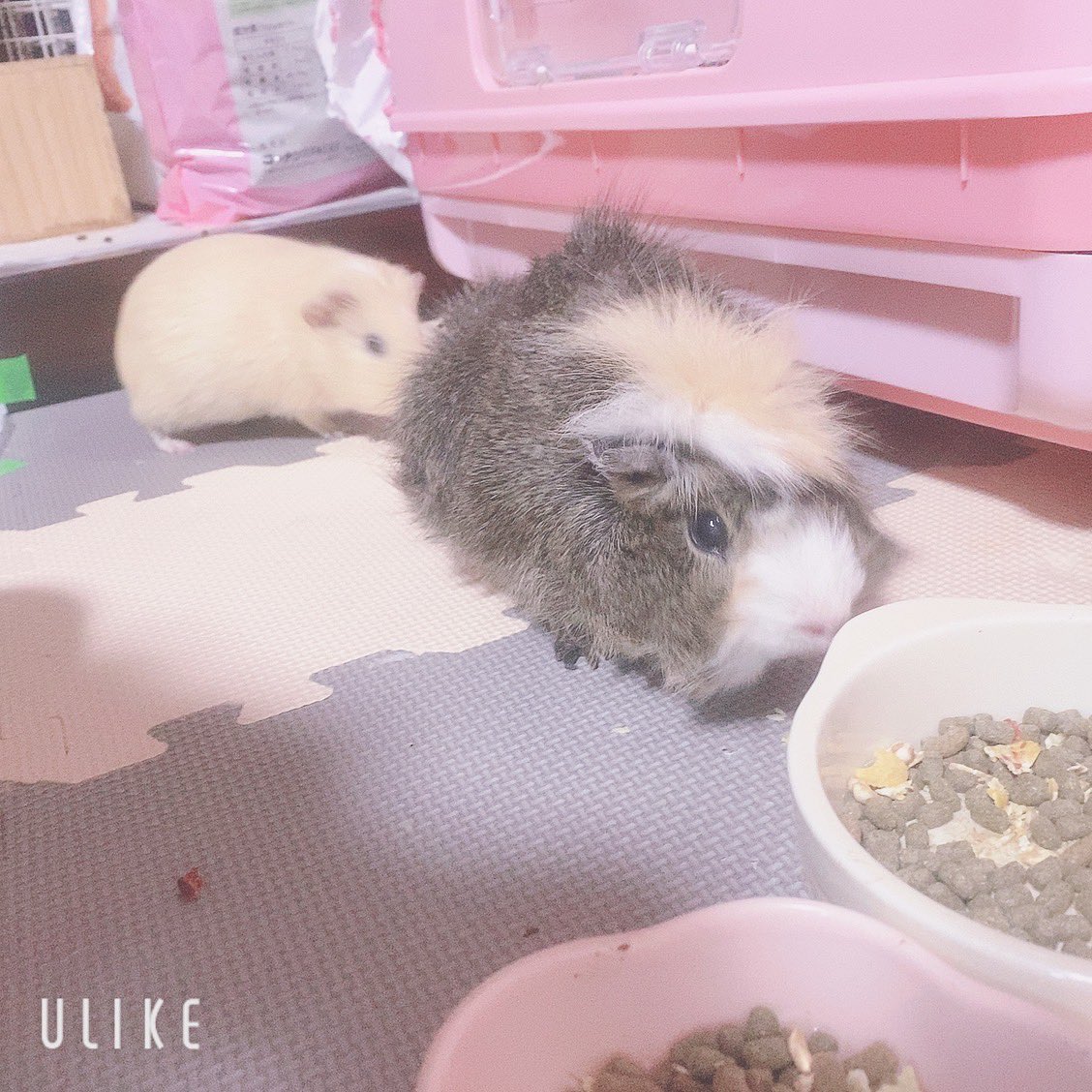 chi__ppi's tweet image. ちゃんと最後は仲良く食べれました 🫶