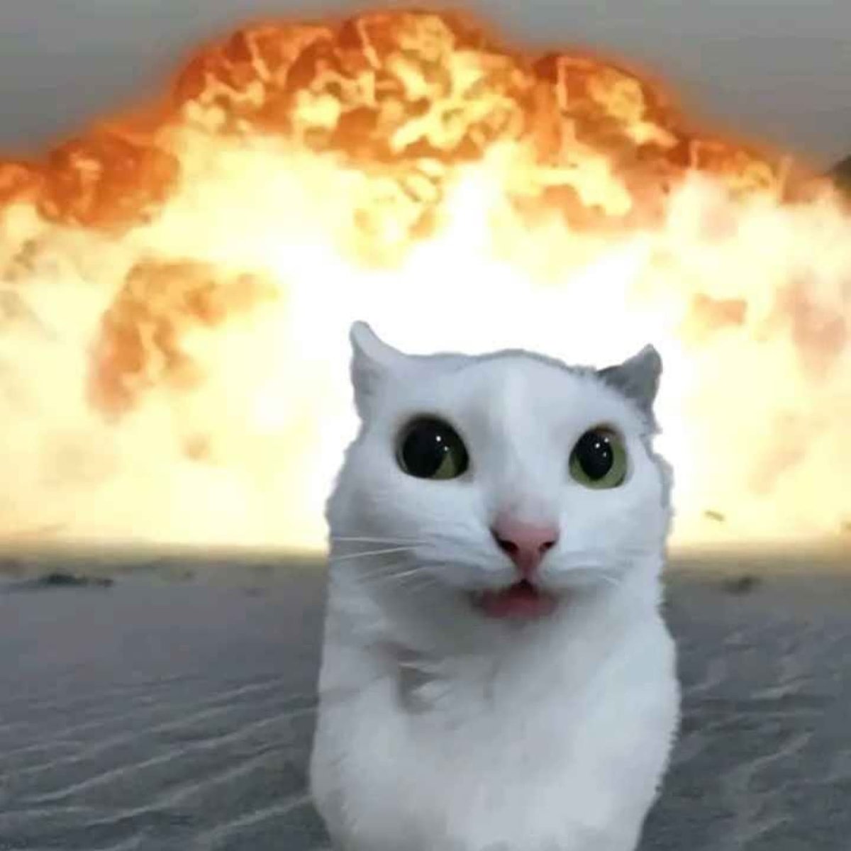 hourly_shitpost's tweet photo. https://t.co/NN0SKaXd9G