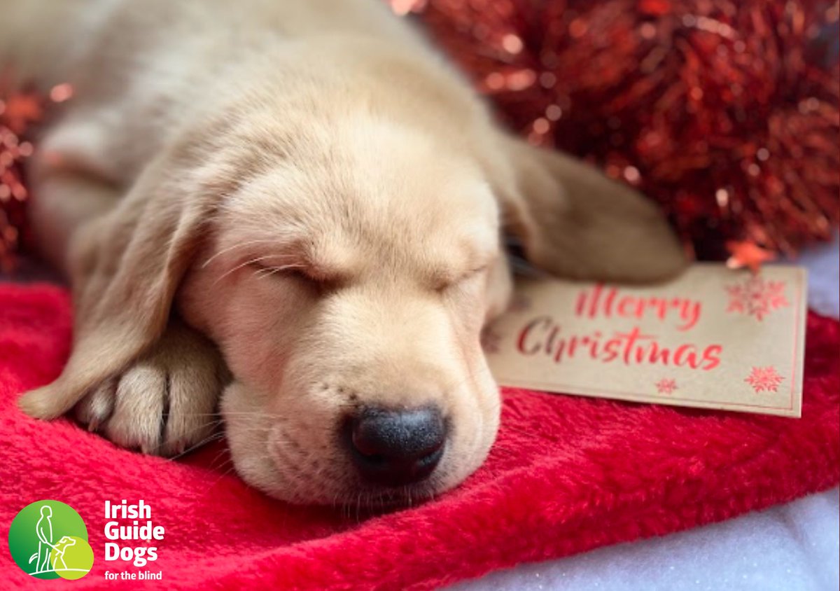 Irish Guide Dogs for the Blind tweet media