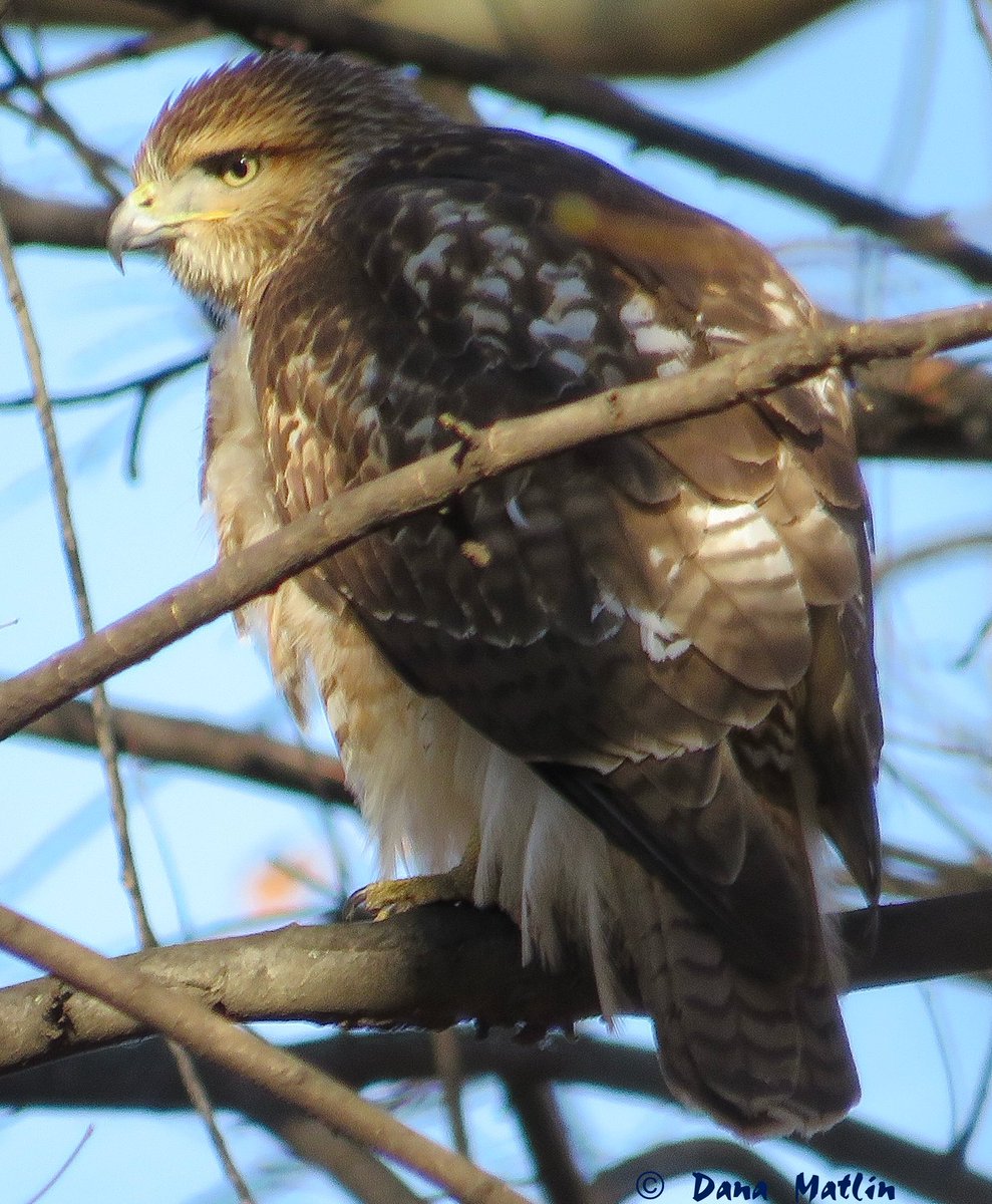 dana_mnyc's tweet photo. Red-tailed Hawk in the Ramble. #birdcpp #birdsofprey #birdwatching #birdphotography #wildlifephotography #TwitterNatureCommunity #TwitterNaturePhotography https://t.co/F7F7fdA1AB