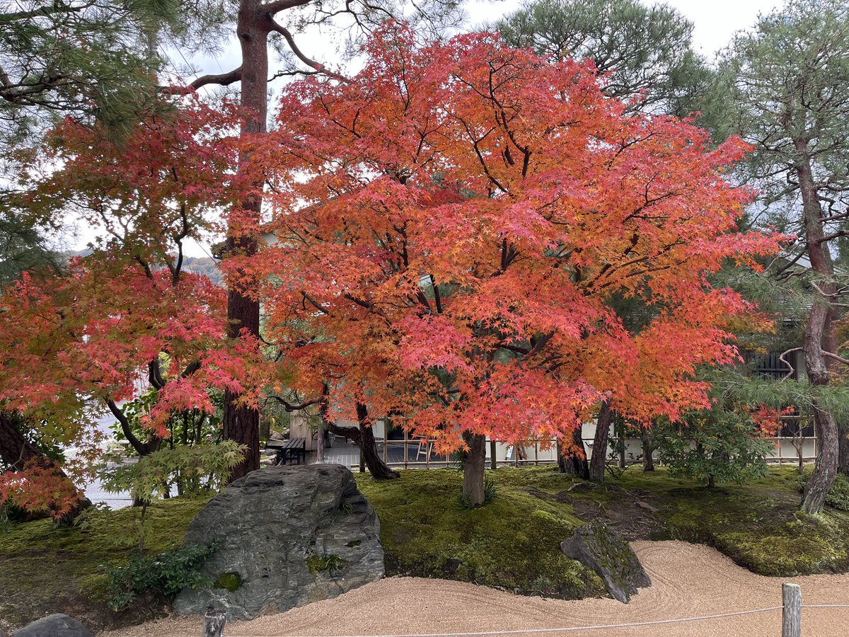 moeko_yabui's tweet photo. あとこちら
庭園は綺麗だったけれど
個人的には日本画の繊細な線や色味、生き物たちから感じる生きた命に感動しました。 https://t.co/bfkbAxeTB2