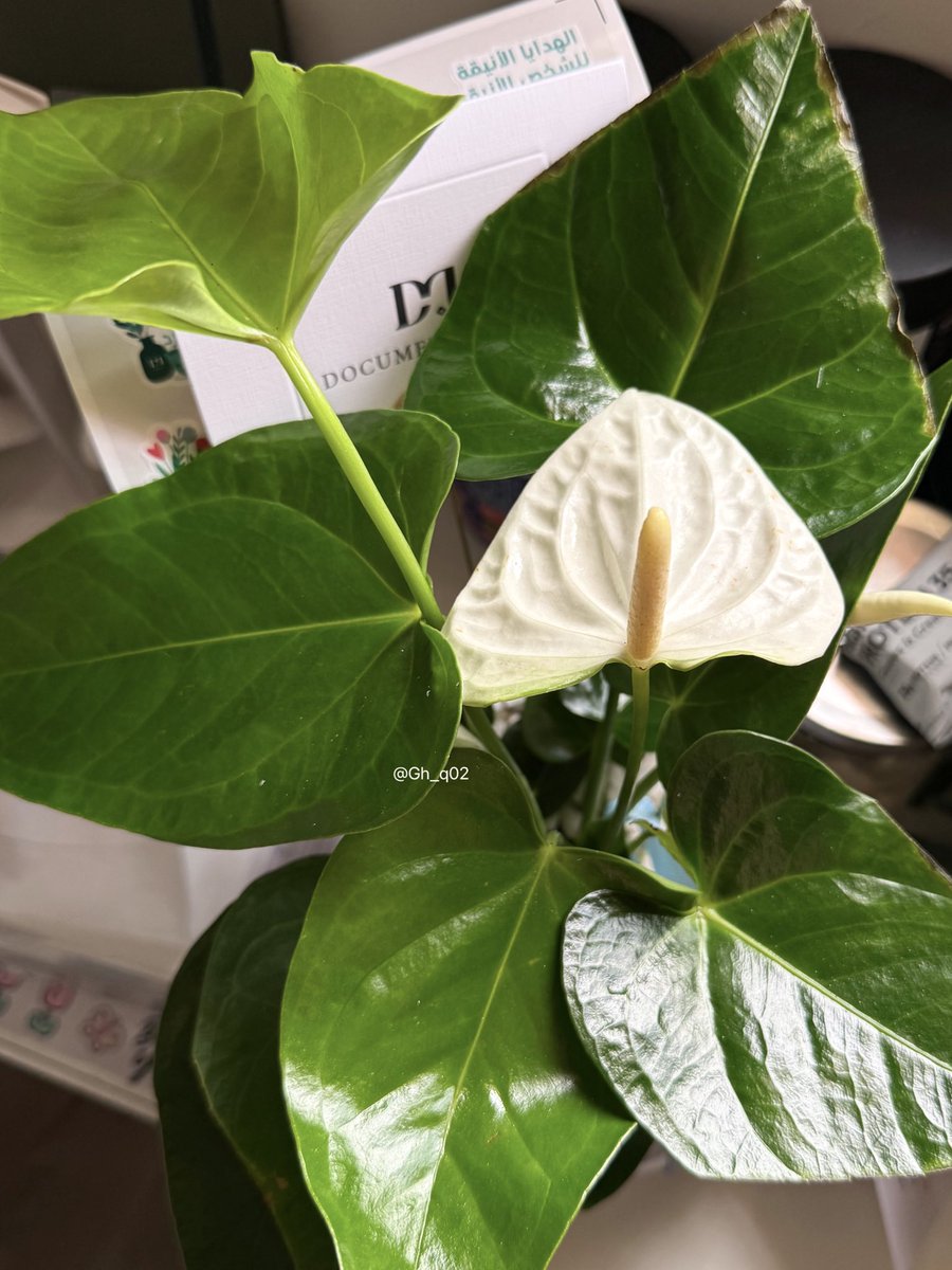 C.Ghadeer tweet media