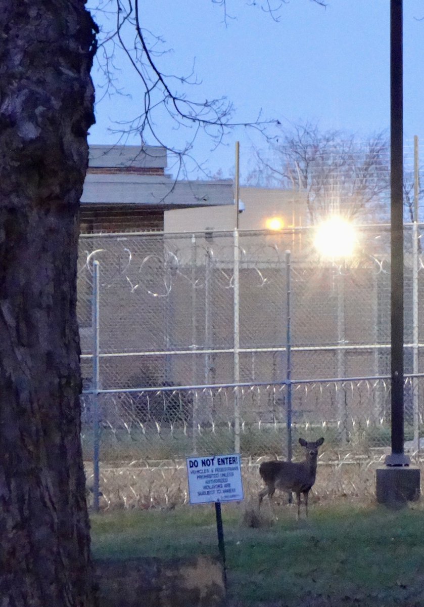 602Shaffer's tweet image. Just a deer hanging out near the local Mental Health Institute... #deer #razorwire #DoNotEnter